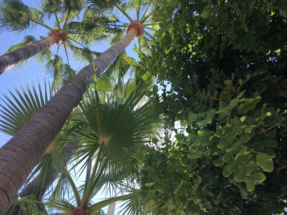 Gartenanlage FLOR los Almendros Hotel