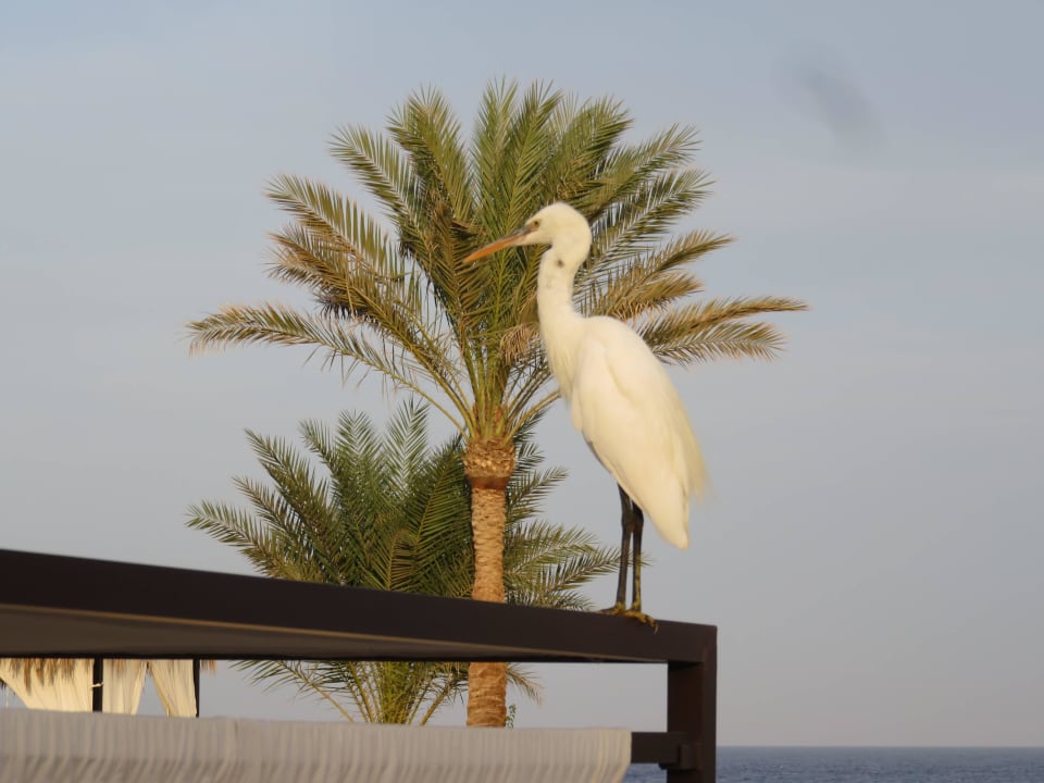 Ein Reiher  Steigenberger Coraya Beach - Adults only