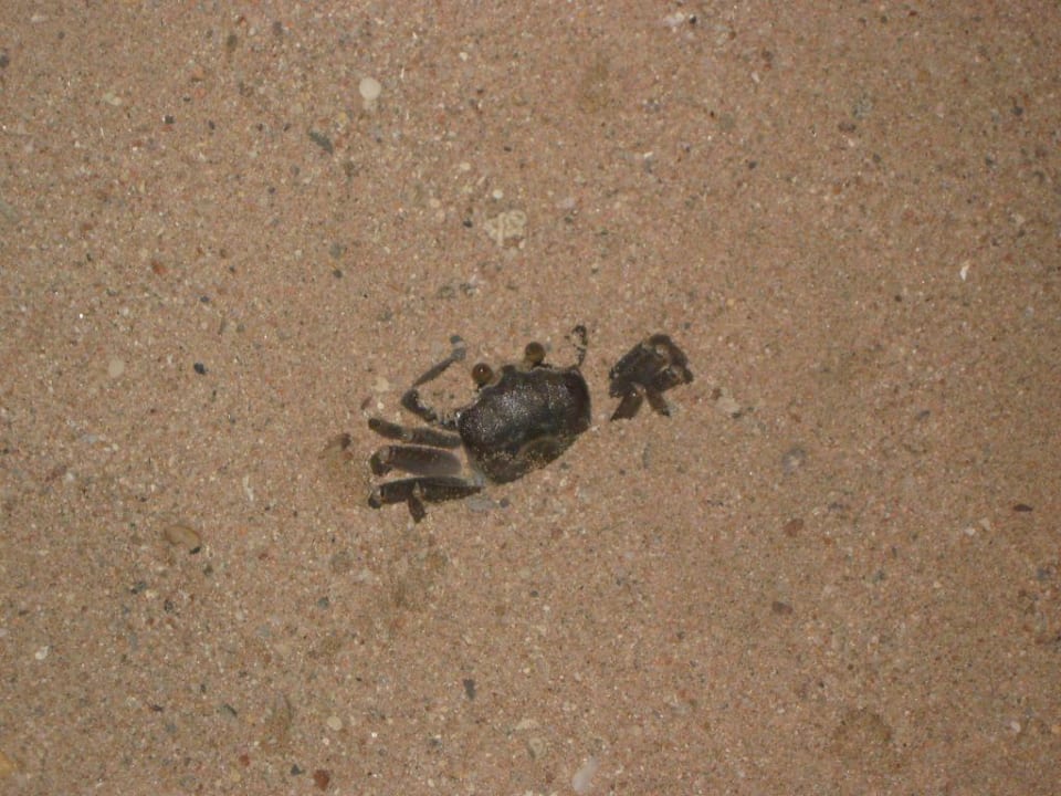 Abendliche Gäste am Strand Eagles Paradise Abu Soma