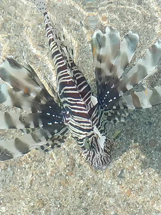 Gartenanlage Steigenberger Coraya Beach - Adults only