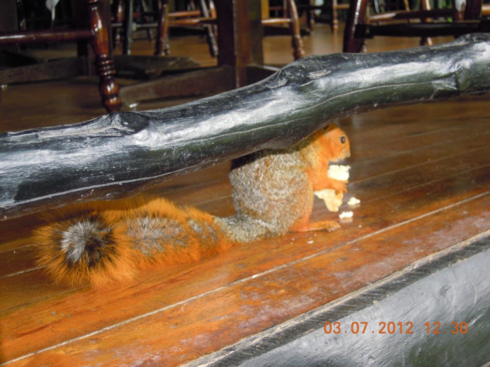 Niedliche Afrikanische Eichhörnchen Shimba Hills Lodge