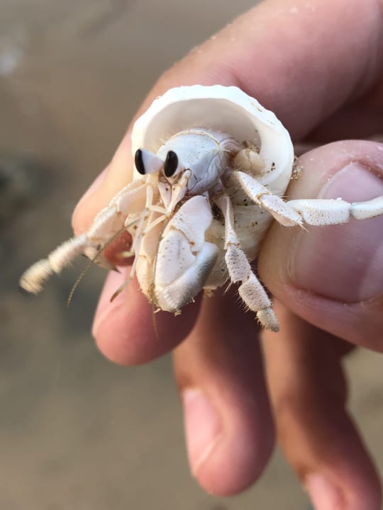 Sonstiges Shams Prestige Abu Soma-Adults Only