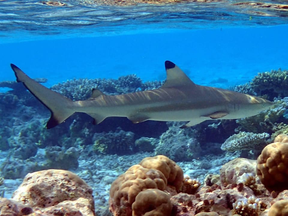 Schwarzspitzriffhai Biyadhoo Island Resort