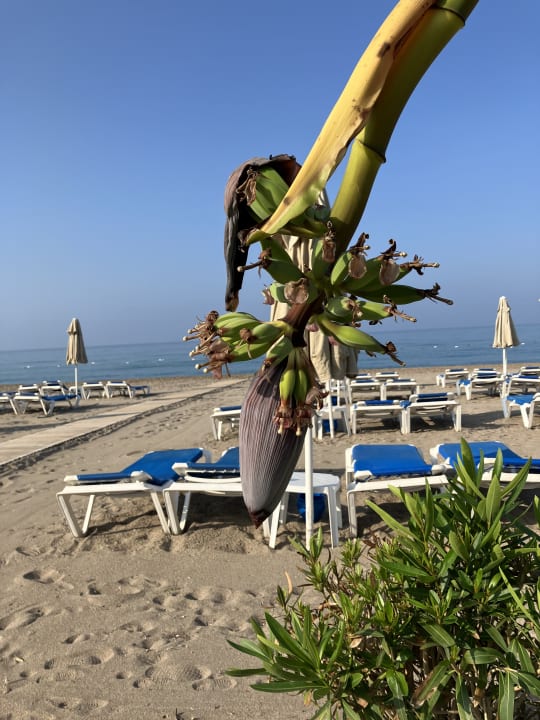 Strand Starlight Resort Hotel