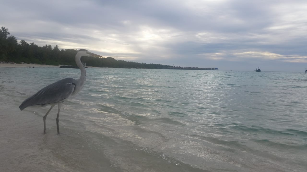 Wartet auf Beute  Kuramathi Maldives