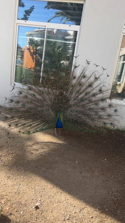 Sonstiges Seaden Sea World Resort & Spa