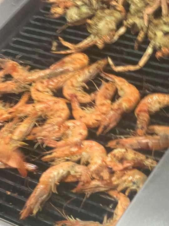 Gastro JAZ Elite Amara