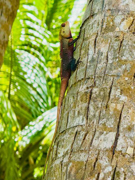 Gartenanlage Dreamland The Unique Sea & Lake Resort / Spa
