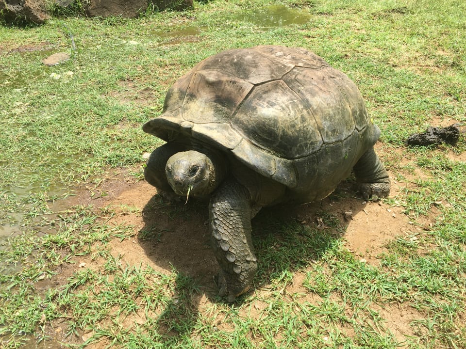 Gartenanlage Maritim Resort & Spa Mauritius