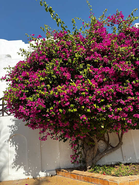 Gartenanlage Arabella Azur Resort