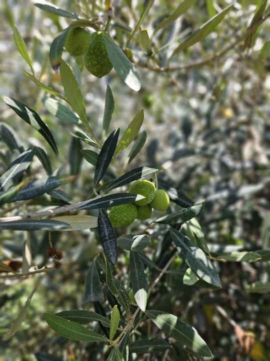 Gartenanlage Megasaray Club Belek