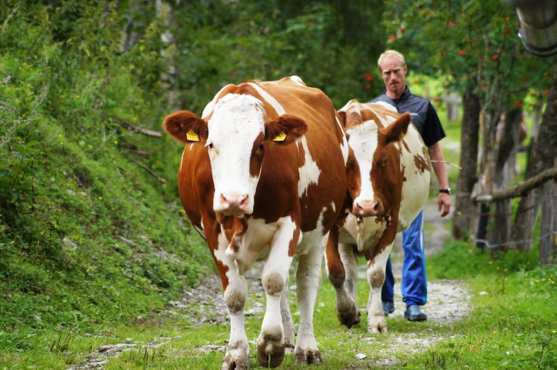 Kühe holen Bauernhof Paußhof