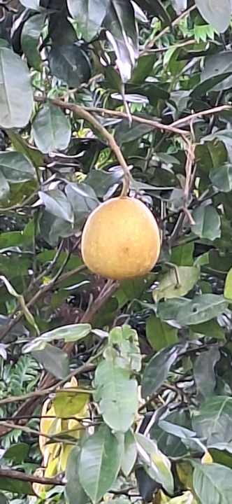 Gartenanlage Pu Luong Eco Garden