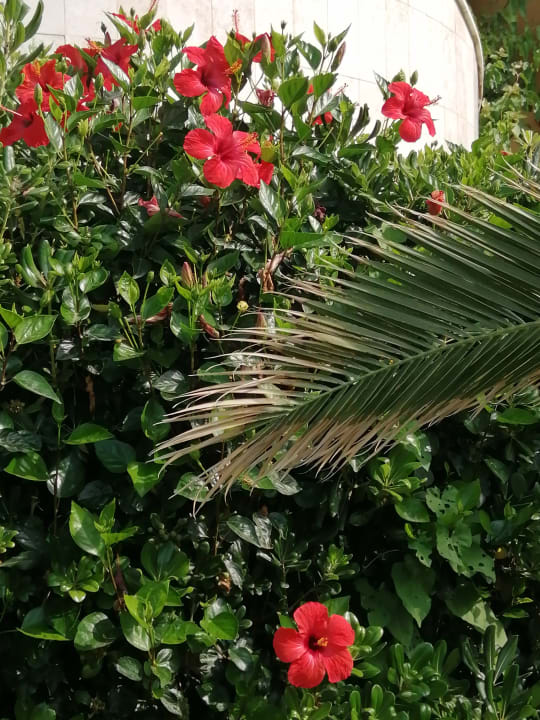 Gartenanlage Hotel Kalithea Horizon Royal