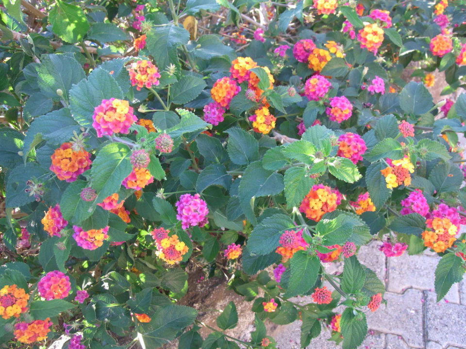 Blütenpracht Anfang November! Hotel Royal Garden Beach