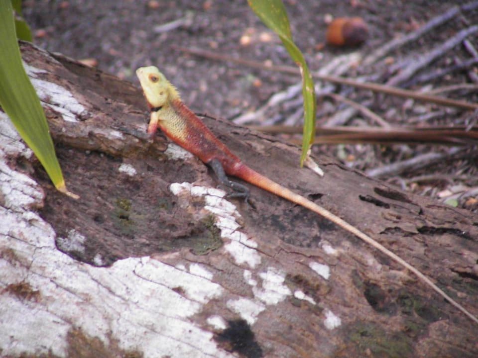 Tierischer Mitbewohner der Insel Vilamendhoo Island Resort & Spa