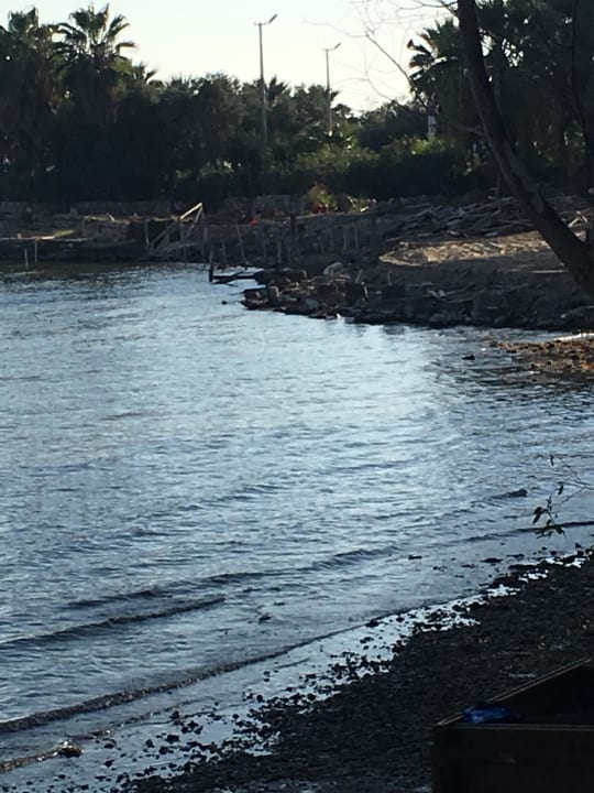 Schlimm Asteria Venus Didim