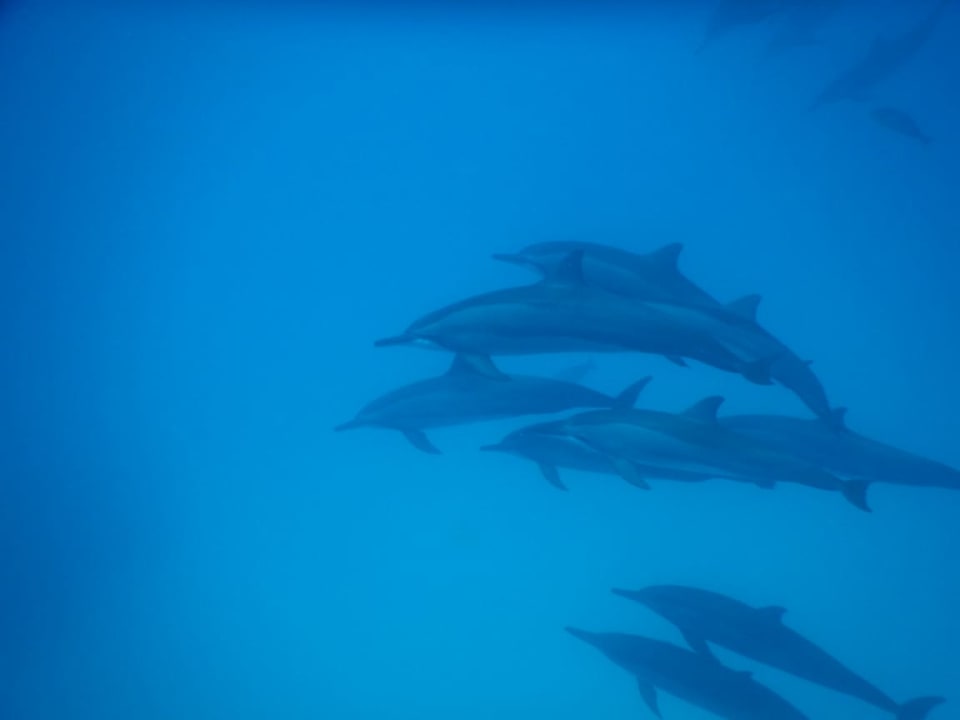 Sport & Freizeit Cinnamon Velifushi Maldives - Free One-Way Speedboat and 02 Kids Under 12 Stay & Dine Free