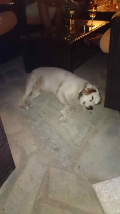 Hoteleigener Wachhund Hotel Possidona Beach