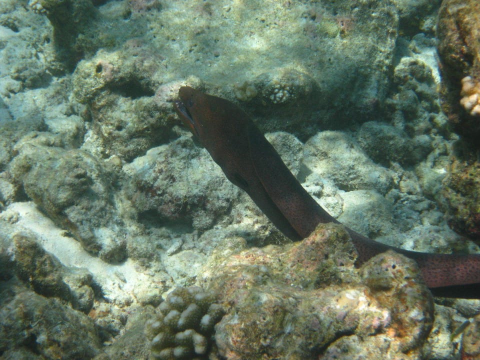 Unterwasserwelt am Hausriff NH Collection Maldives Reethi Resort