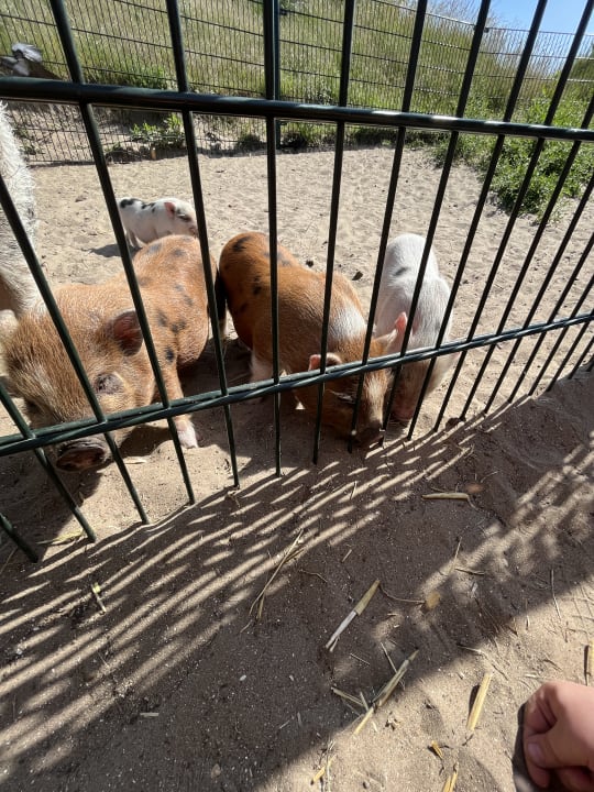 Sonstiges Center Parcs Park Zandvoort - Ferienhäuser