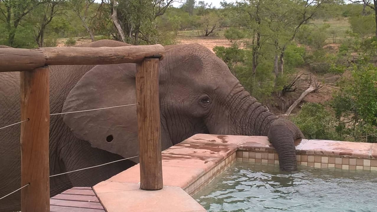 Idylle am Pool unseres Zimmers Hotel Idube Game Lodge