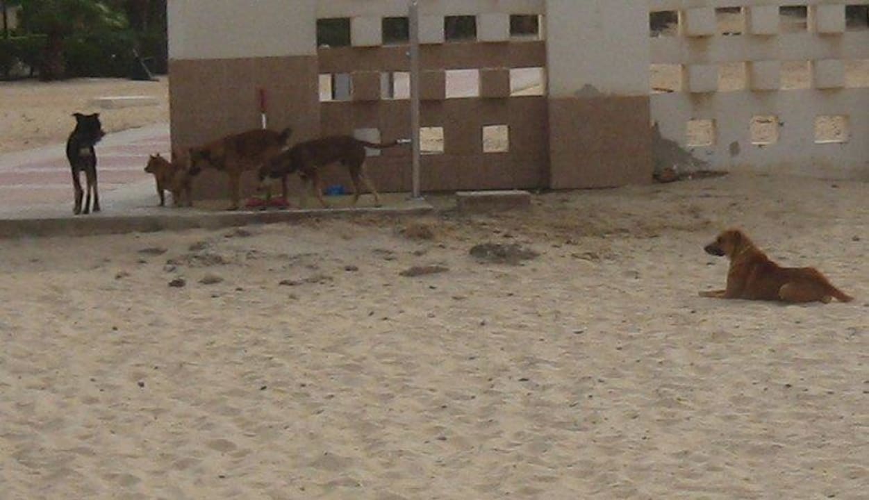 Zecken, Flöhe, Würmer und diverse Parasiten Hotel Riu Karamboa