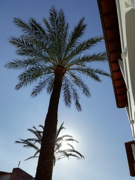 Ausblick Alcudia Garden Aparthotel