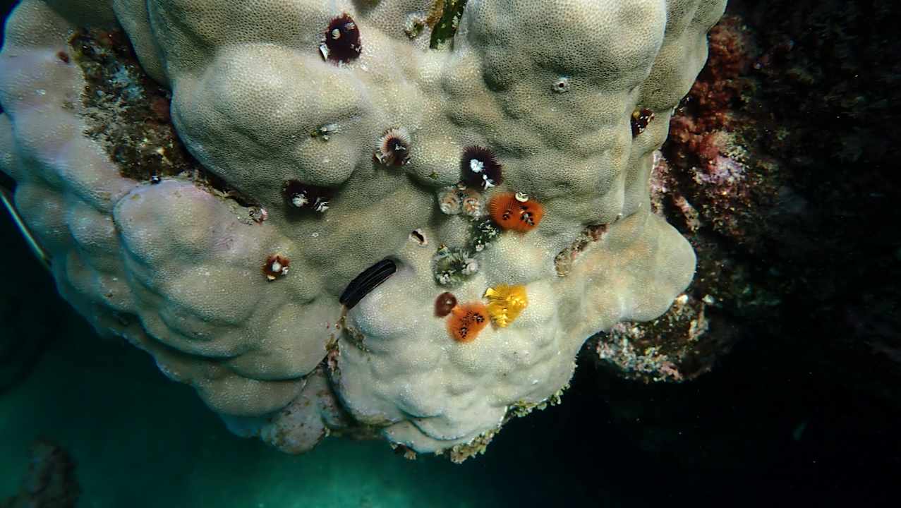 Strand Three Corners Equinox Beach Resort