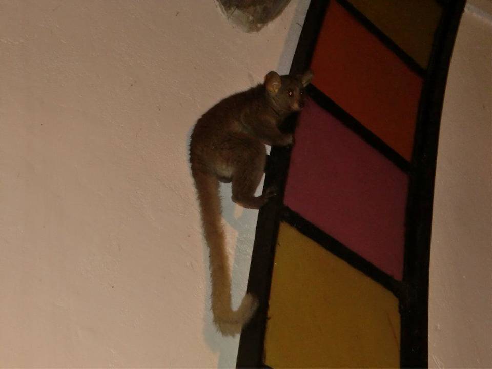 kleiner Besucher in der Lobby Hotel Southern Palms Beach Resort