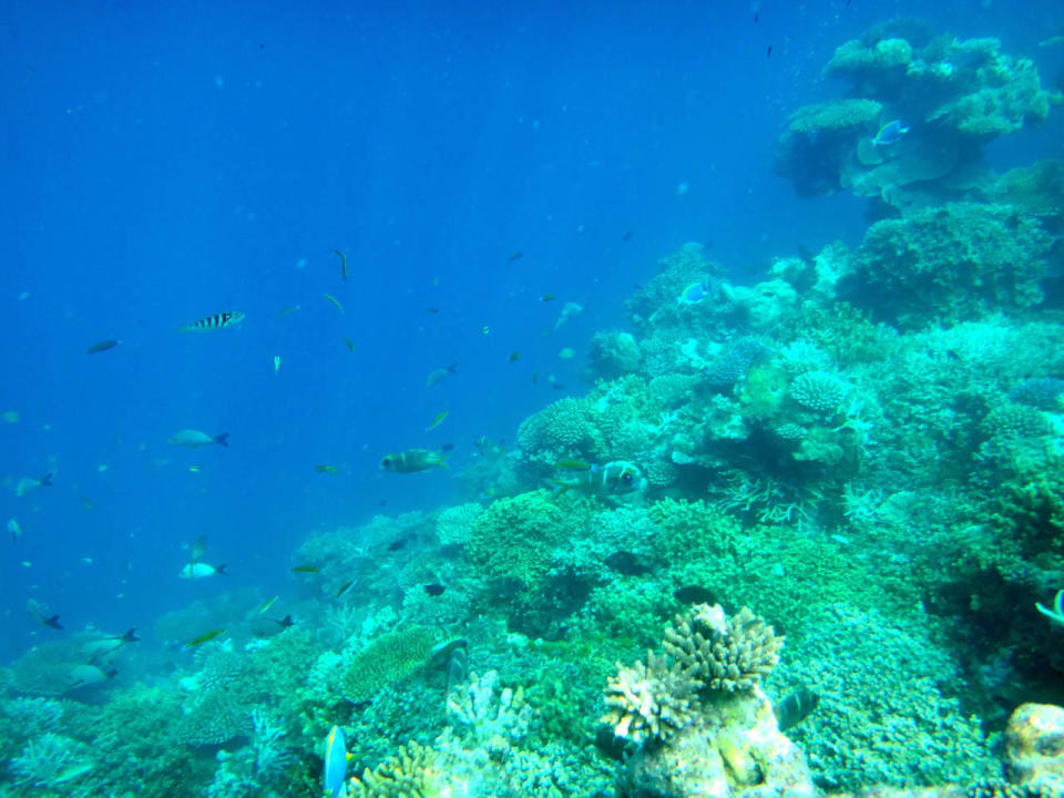 Unterwasserwelt Cinnamon Hakuraa Huraa Maldives