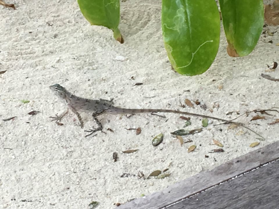 Gecko  Summer Island Maldives