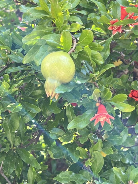 Gartenanlage Belconti Resort Hotel