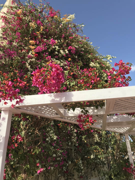 Gartenanlage Desert Rose