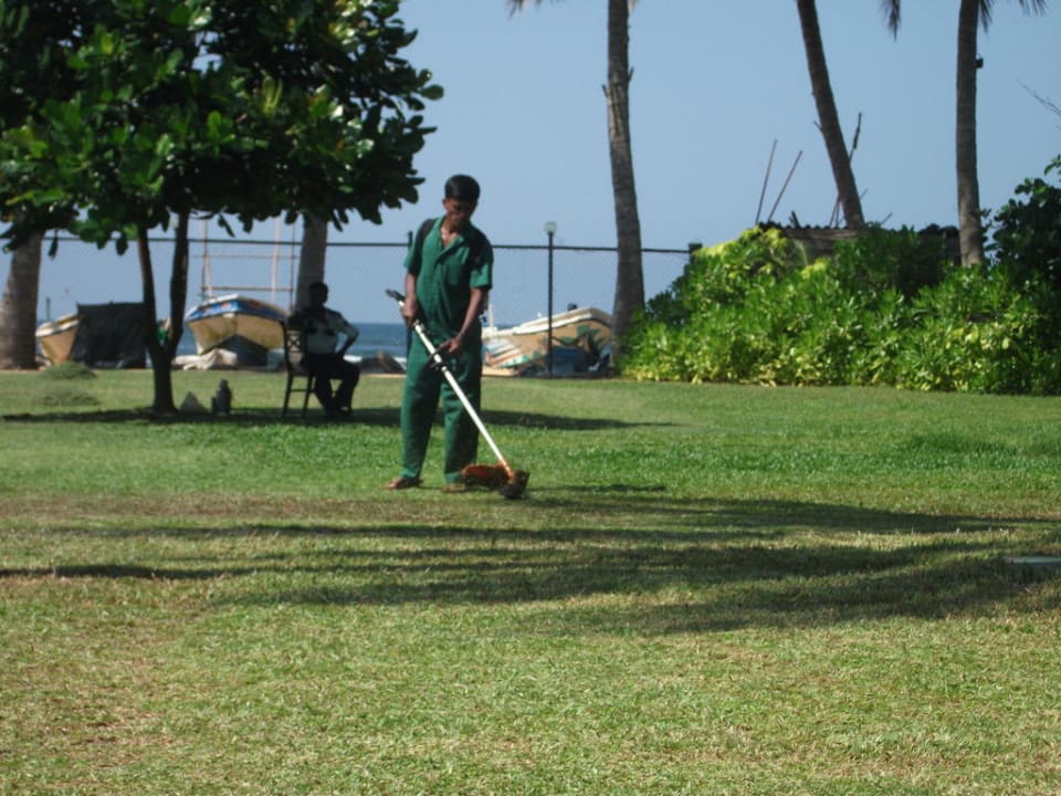 Laute und stinkende Motorsense Earl’s Reef Beruwala