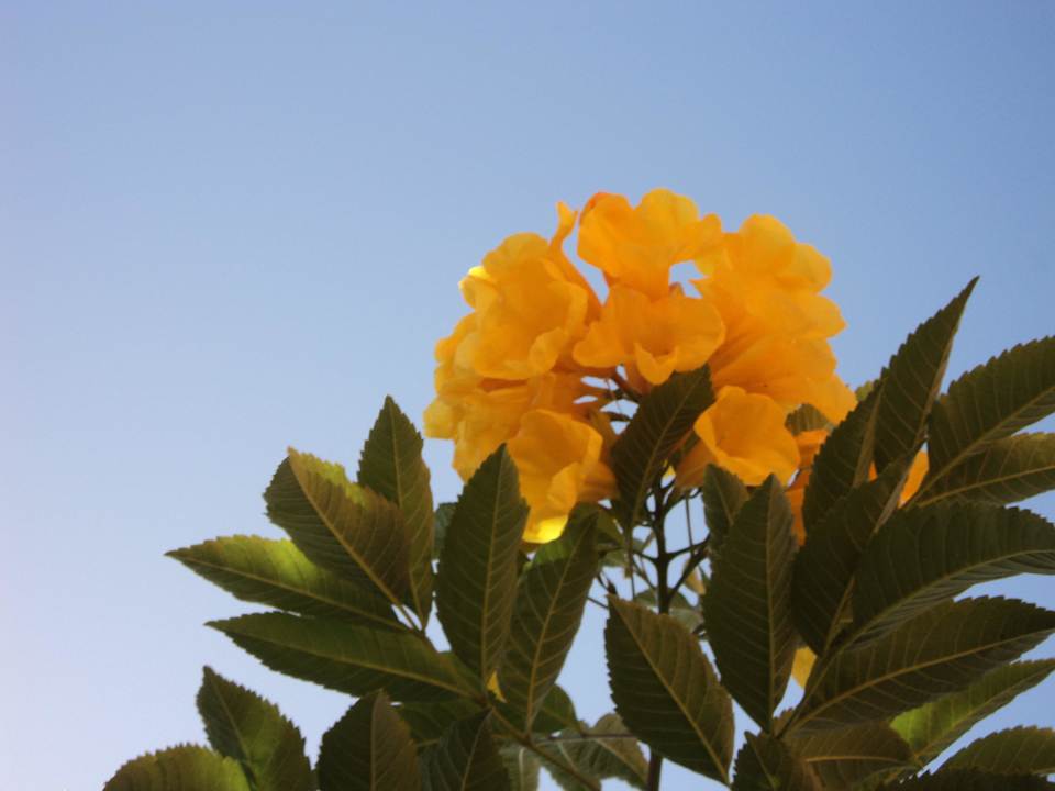 Schöne Blume Pickalbatros Alf Leila Wa Leila Resort - Neverland Hurghada
