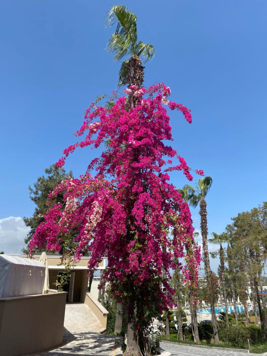 Gartenanlage Club Sidelya Hotel