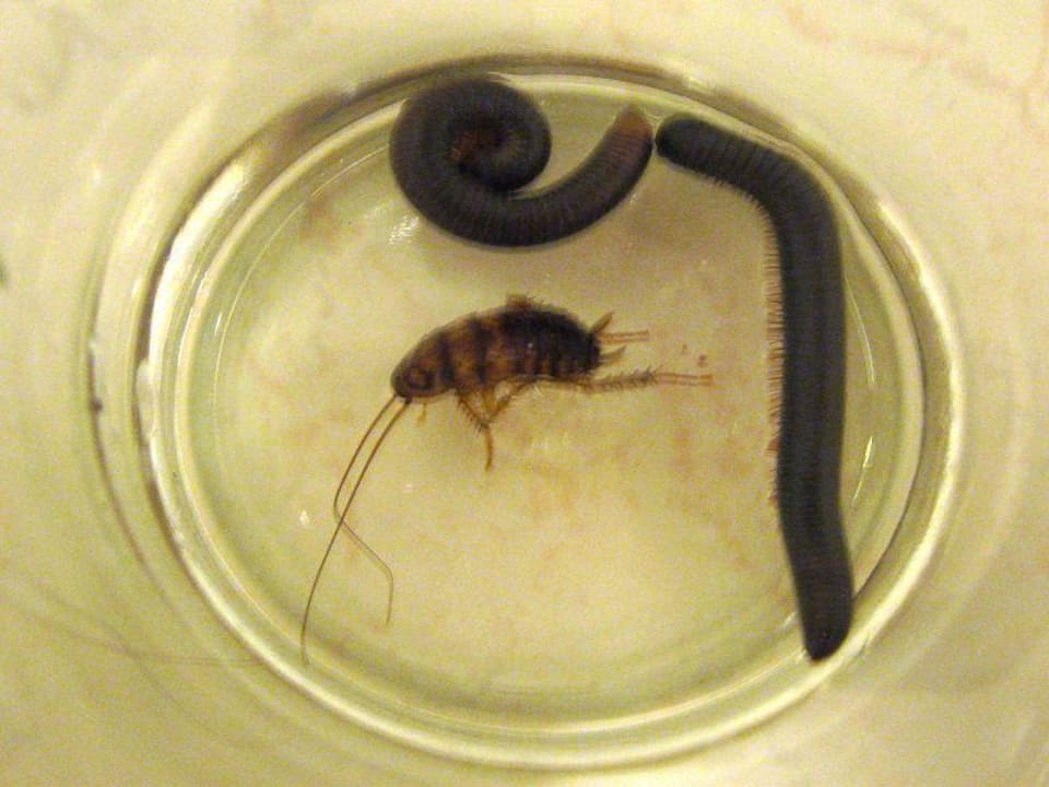 Würmer und Getier im Zimmer Pattaya Garden Resort