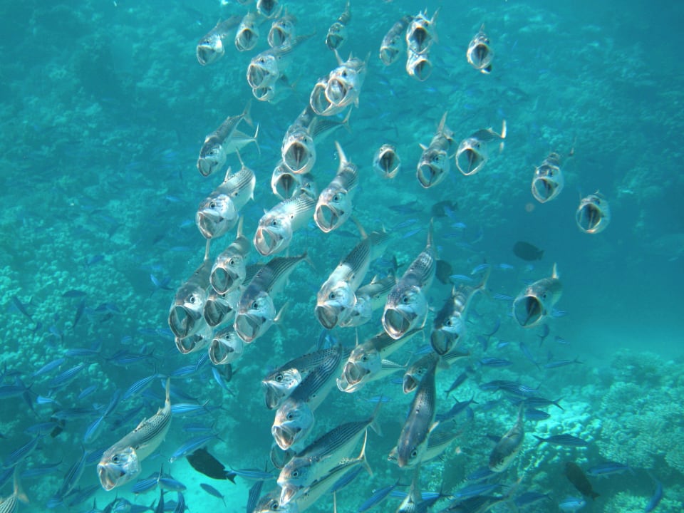 Schnorcheln im Grand Makadi Grand Makadi