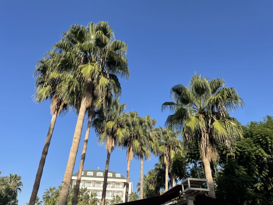 Gartenanlage Trendy Palm Beach (Adults Only, 16+)