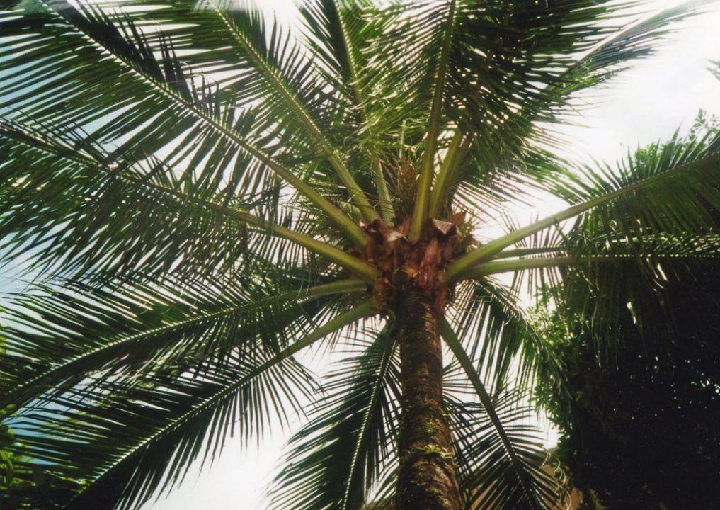 Palme im Courtyard by Marriott Holiday Inn Resort Phuket Surin Beach by IHG