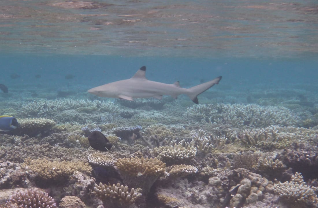 Schwarzspitzenriffhai Diamonds Thudufushi