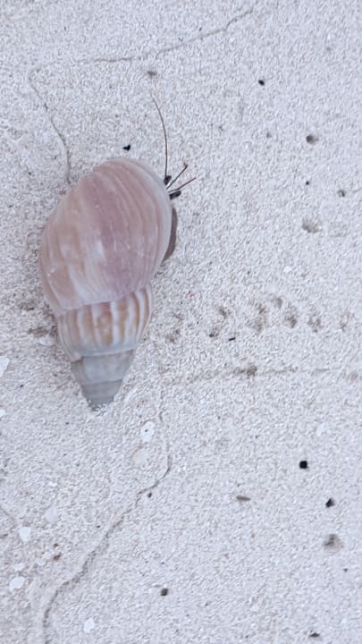 Strand Meeru Maldives Resort Island