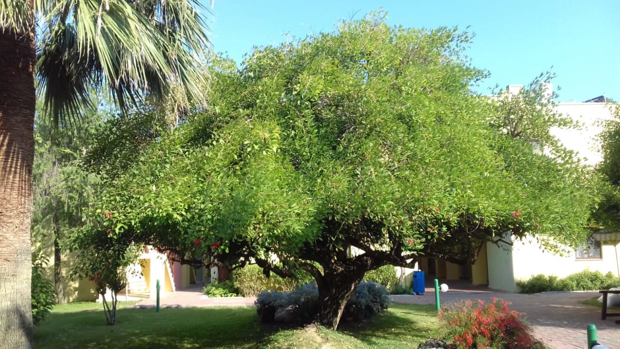 Gartenanlage VONRESORT Golden Beach