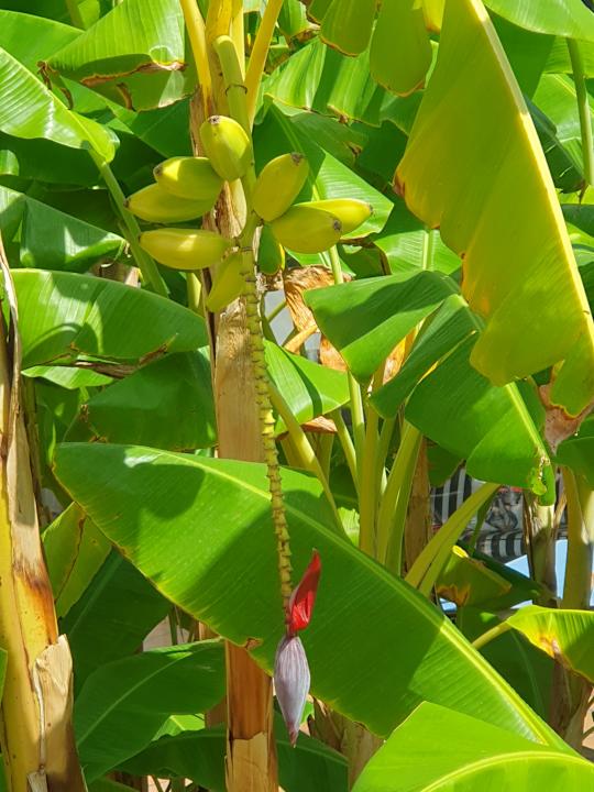 Gartenanlage Hotel Serrano Palace