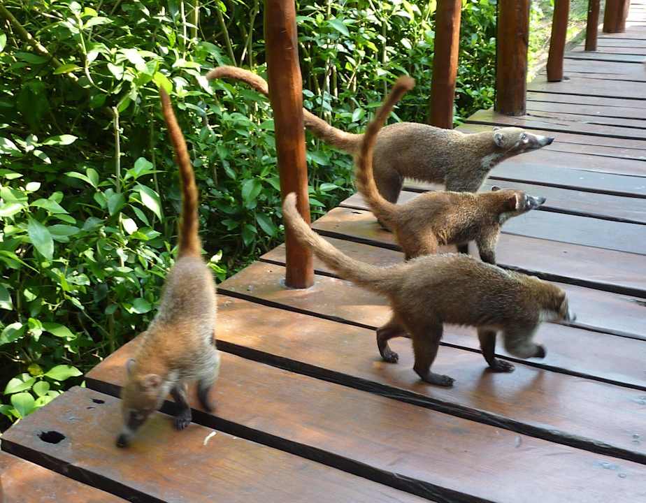 Mitbewohner der Hotelanlage Grand Palladium Kantenah Resort & Spa