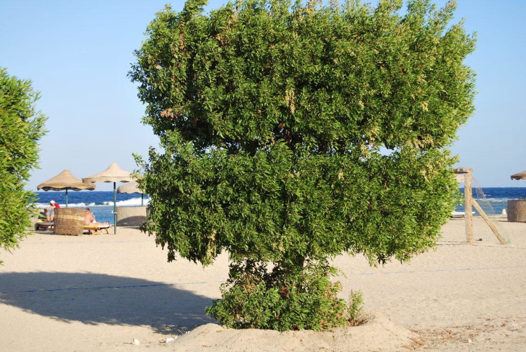Am Hotelstrand Solitaire Resort Marsa Alam