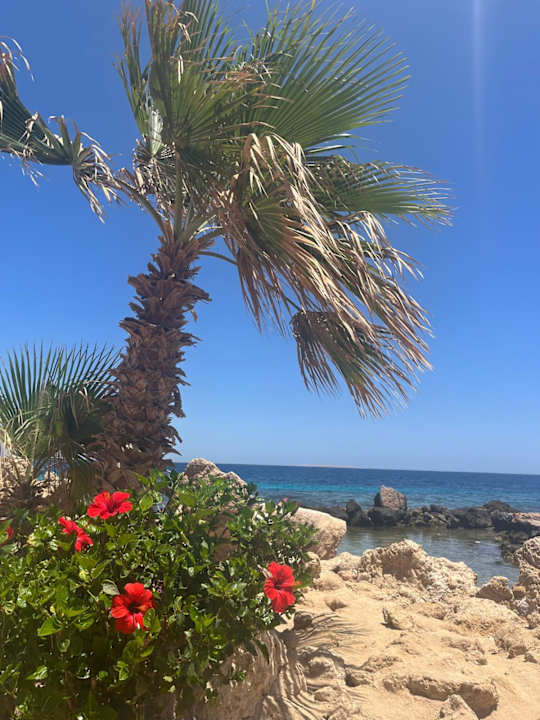 Strand Pickalbatros Citadel Resort