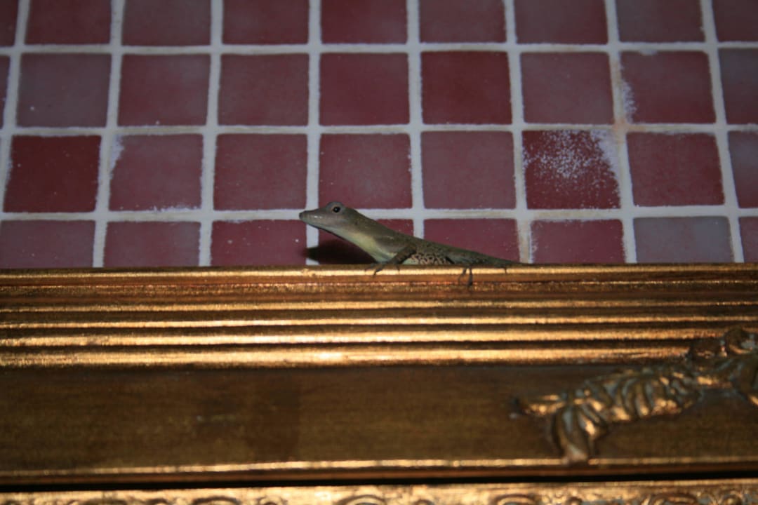 Gecko Habitation Getz
