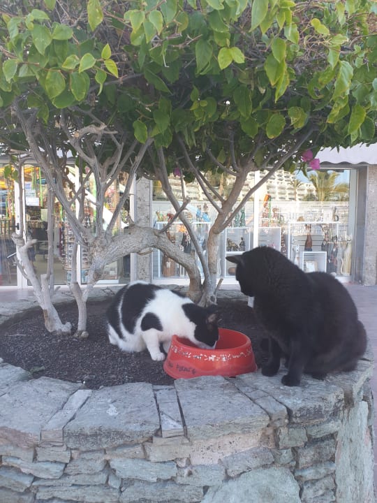 Sonstiges LIVVO Costa Taurito